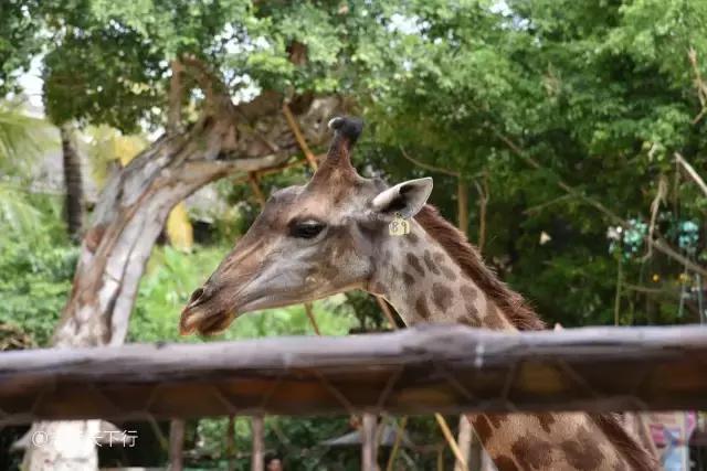 三亚合适小朋友玩的景区,三亚儿童旅游