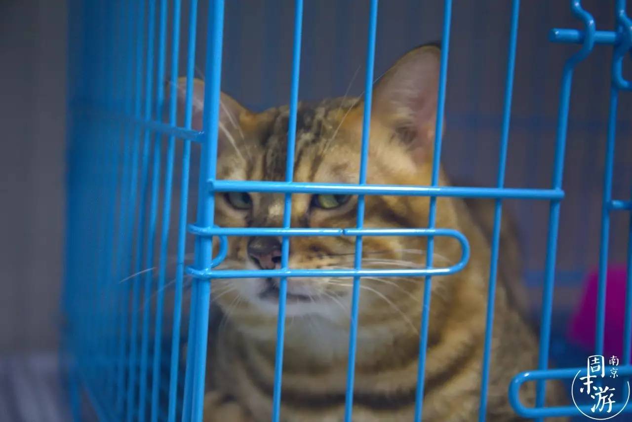 南京花鸟鱼虫市场,逛遍市场