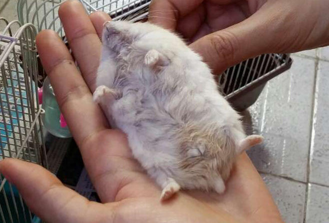 小仓鼠有鼠疫吃什么,仓鼠老年鼠容易得的病