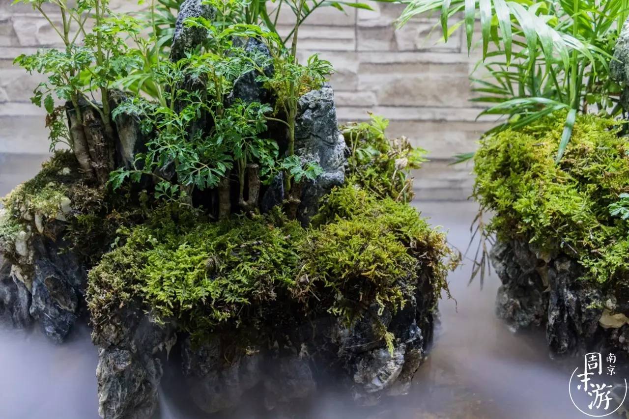 南京花鸟鱼虫市场,南京最大的花鸟虫市场