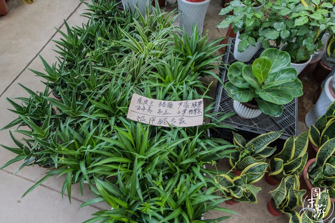 南京花鸟鱼虫市场,南京最大的花鸟虫市场