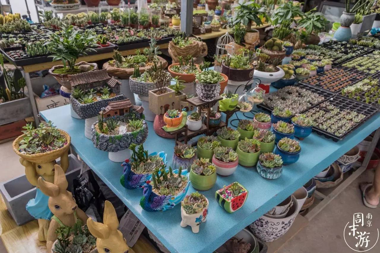 南京市最大的花鸟鱼虫市场在哪里,逛花鸟鱼虫市场的视频