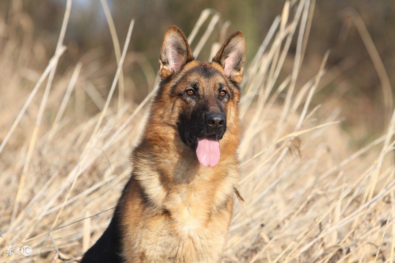 警犬训练视频德国牧羊犬,德国牧羊犬训练视频教程全集