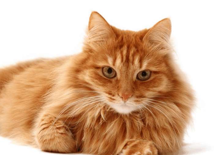 猫咪毛发暗淡无光泽掉毛怎么办,猫咪毛发黄什么时候可以变白