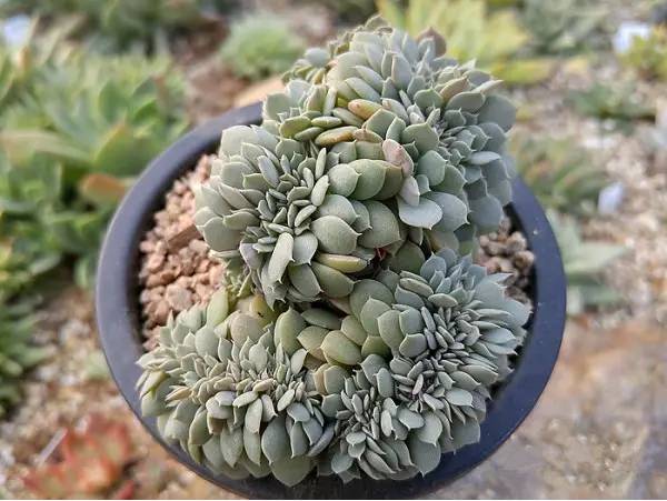 韩国多肉品种贵么,韩国多肉哪几种值得养