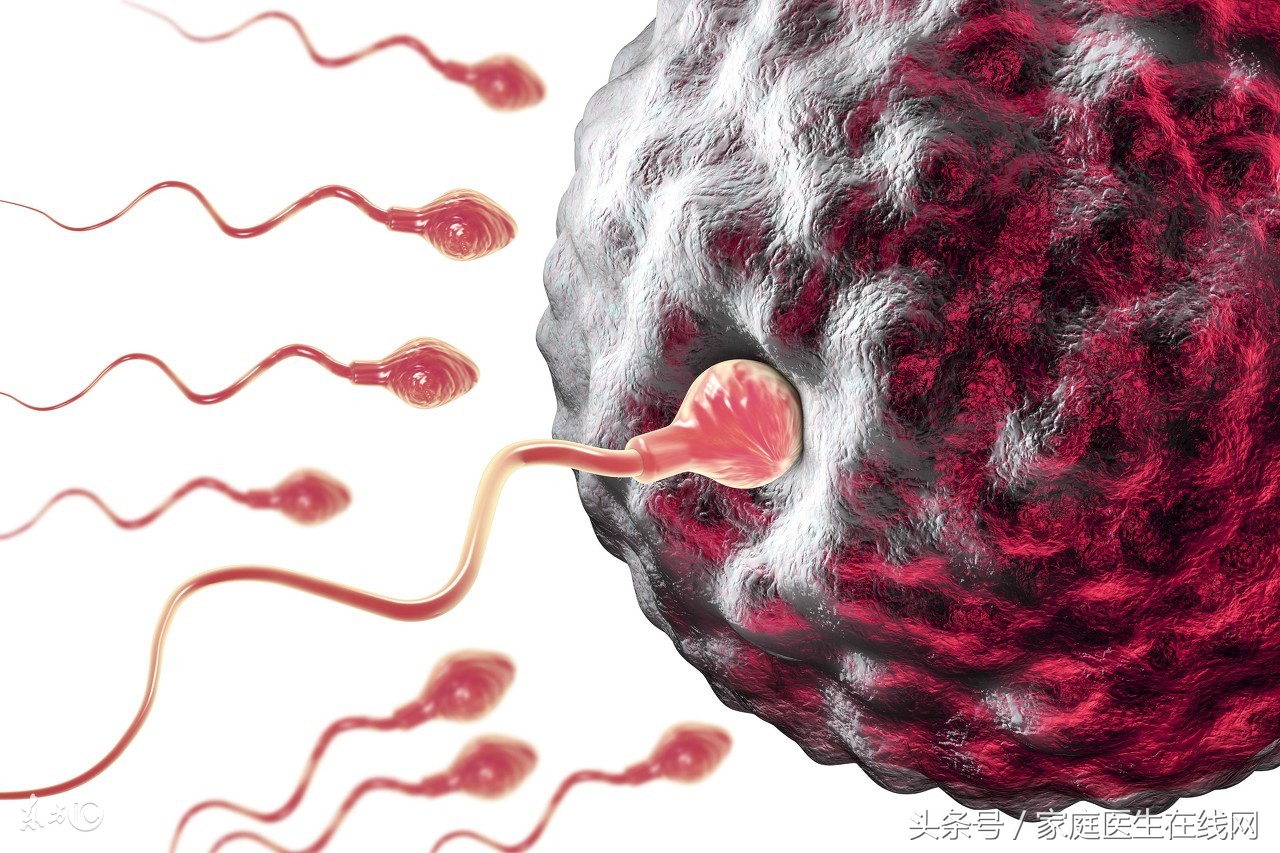 养精固肾的最佳食物,什么食物能生精养精