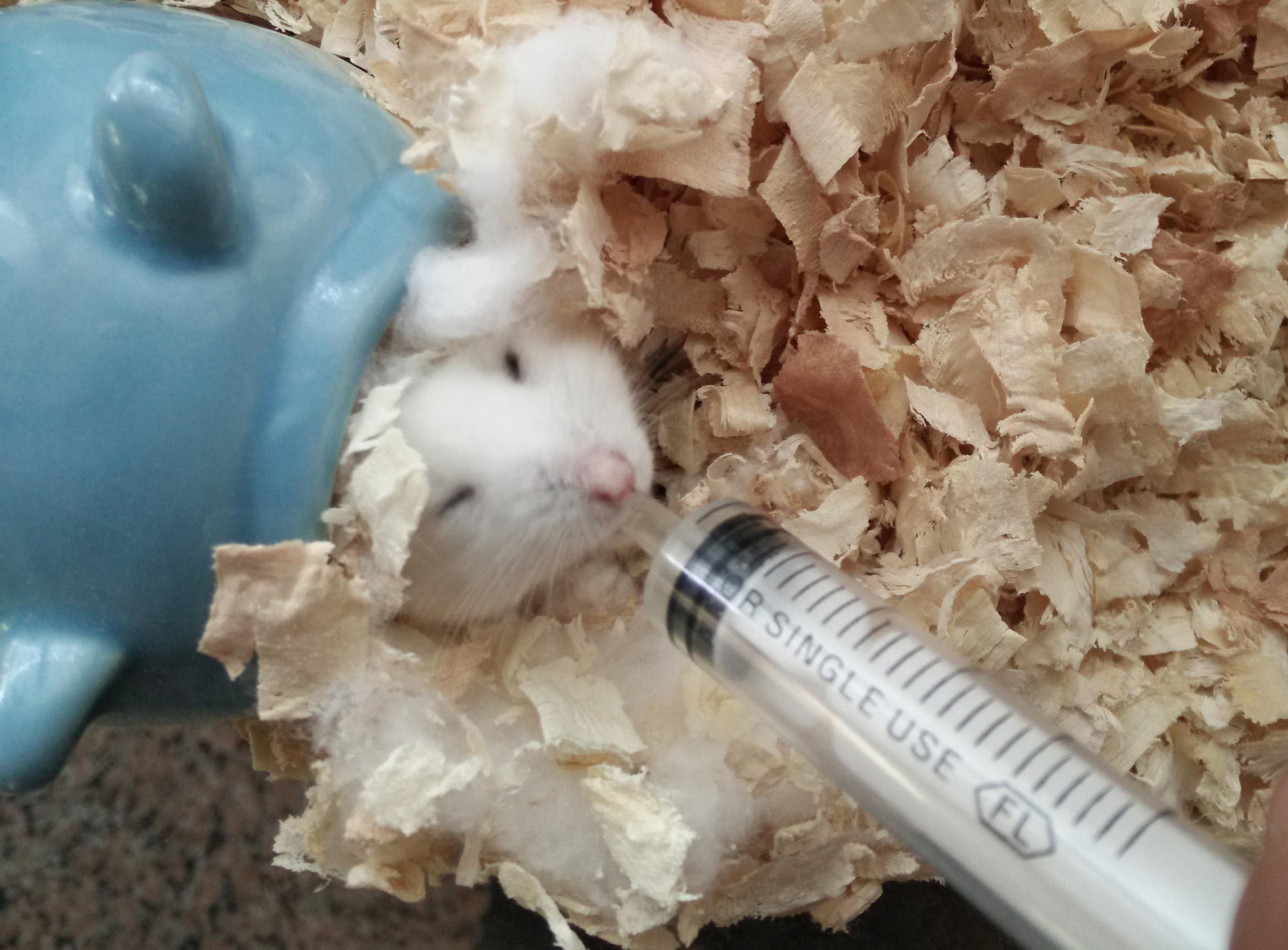 仓鼠老年鼠容易得的病,仓鼠真的有鼠病吗