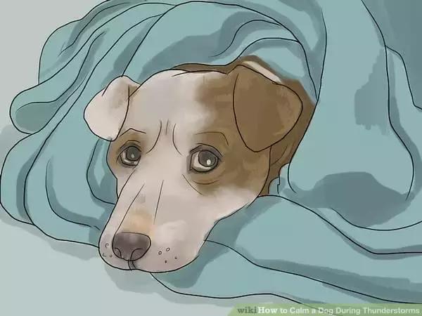 狗狗特别怕打雷怎么办,狗狗害怕打雷闪电怎么办