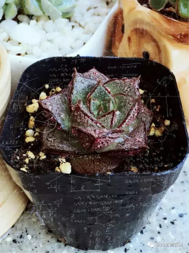 11岁小肉友的投稿：当多肉遇见盛夏的那场雨