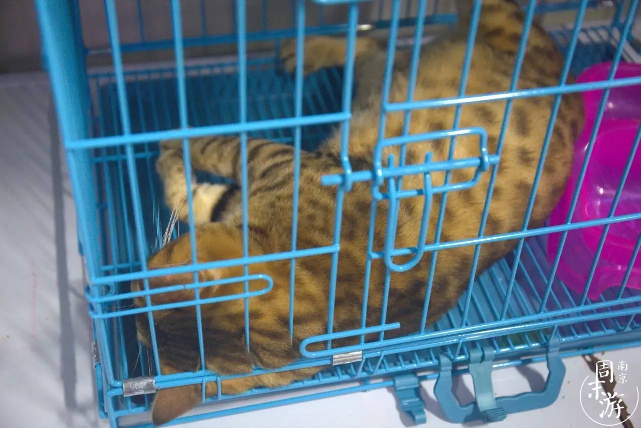 南京夫子庙花鸟鱼虫市场,南京花鸟鱼虫市场