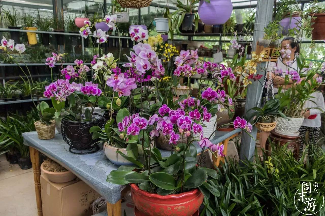 逛花鸟鱼虫市场的视频,南京花鸟鱼虫市场