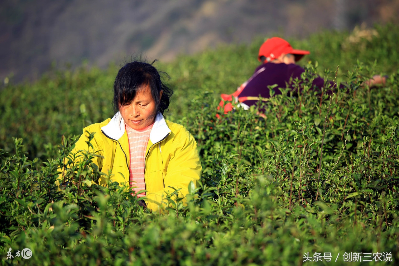 三农种植业的发展前景,未来三农该如何发展