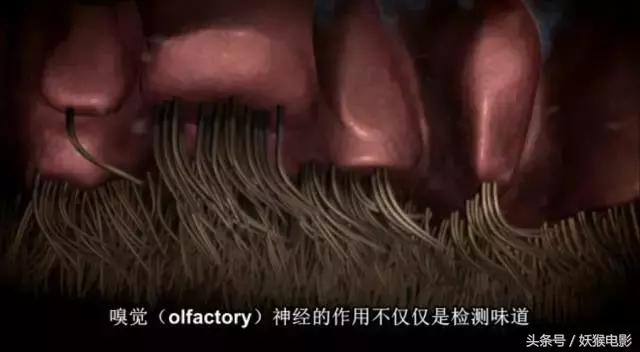 最震撼的纪录片bbc人体的奥秘,人体科普纪录片top10