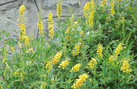 潮汕青草药书大全,潮汕青草药使用大全