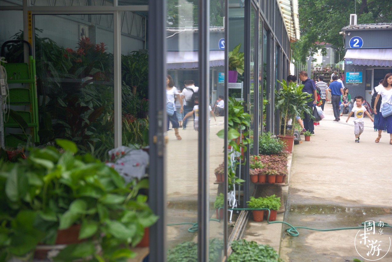 南京夫子庙花鸟鱼虫市场,南京花鸟鱼虫市场