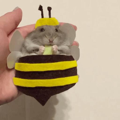 岛国一只手把仓鼠造型千变万化成网红惹人喜爱