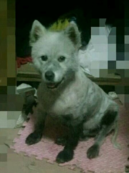 迷路的萨摩耶不小心掉进臭水沟,萨摩耶掉泥坑里变成金毛