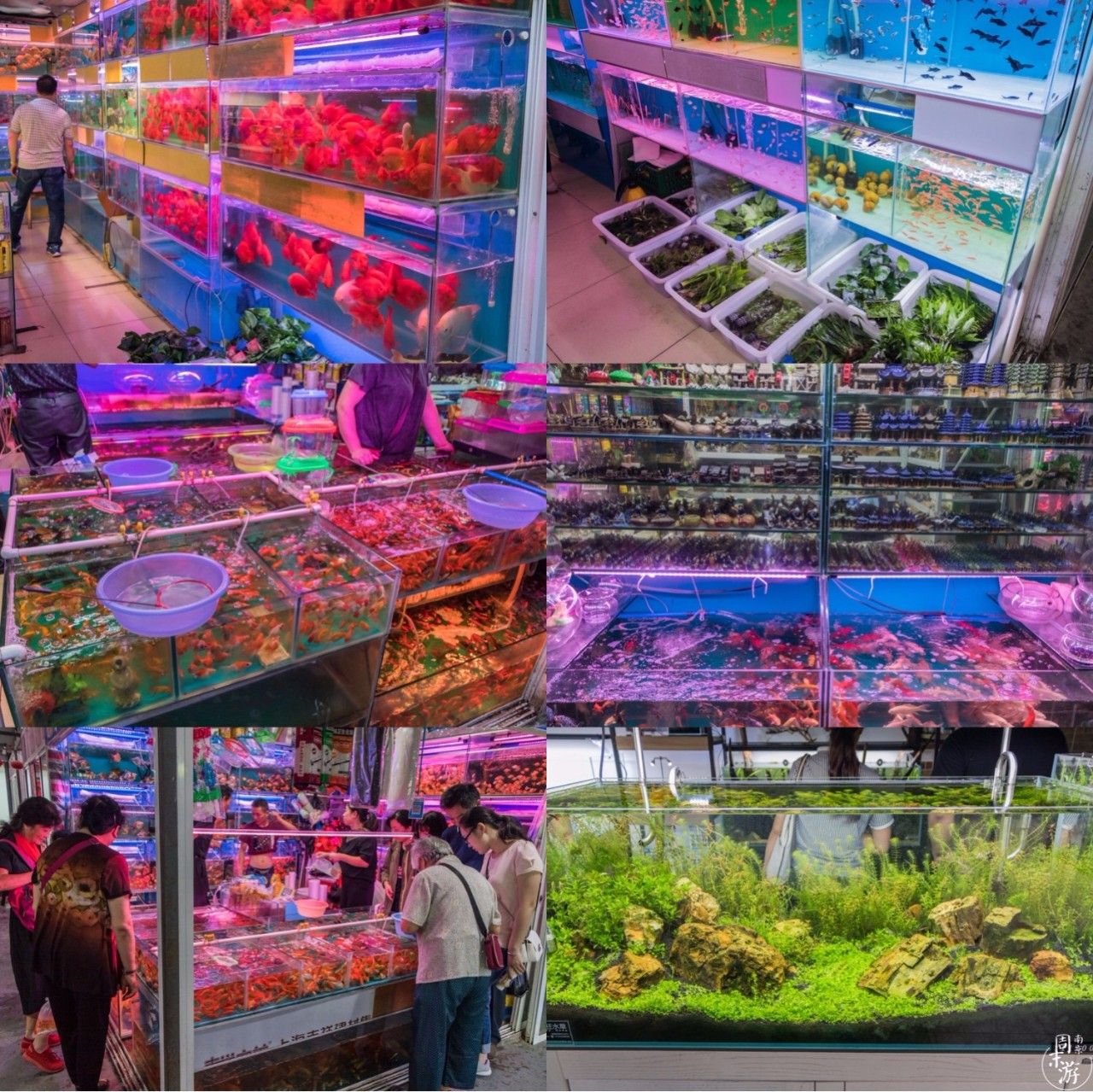 南京花鸟鱼虫市场,南京最大的花鸟虫市场