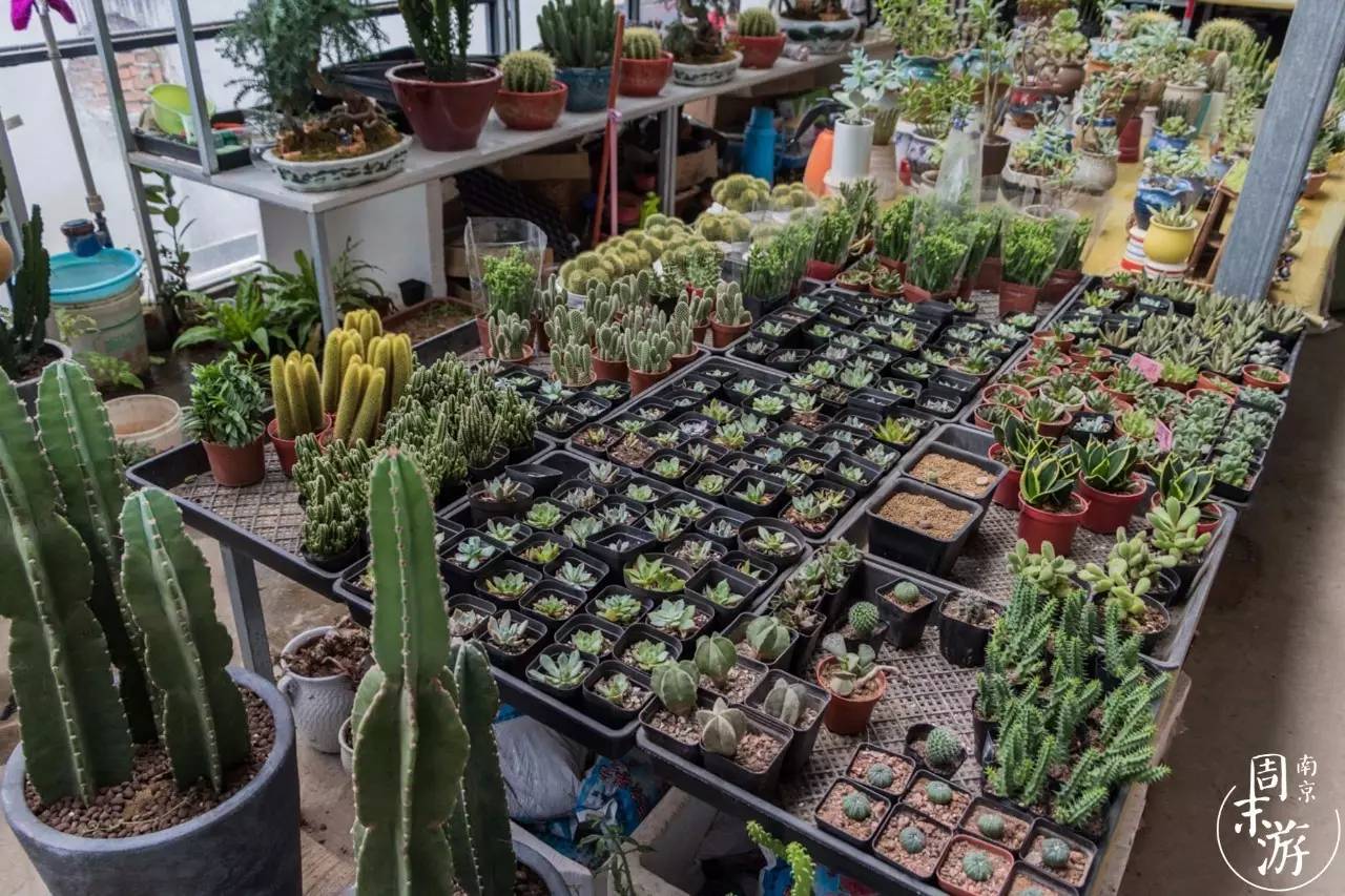 逛花鸟鱼虫市场的视频,南京花鸟鱼虫市场