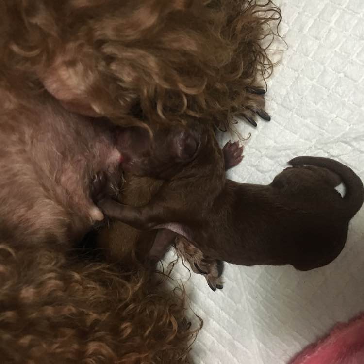 怀孕的泰迪拉软便,怀孕的泰迪又拉又吐