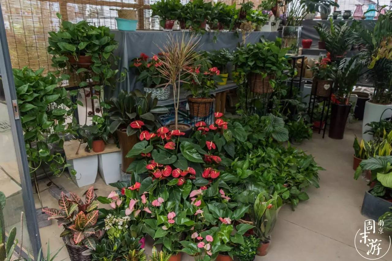 南京有几个花鸟鱼虫市场,南京湿地公园花鸟鱼虫市场在哪里