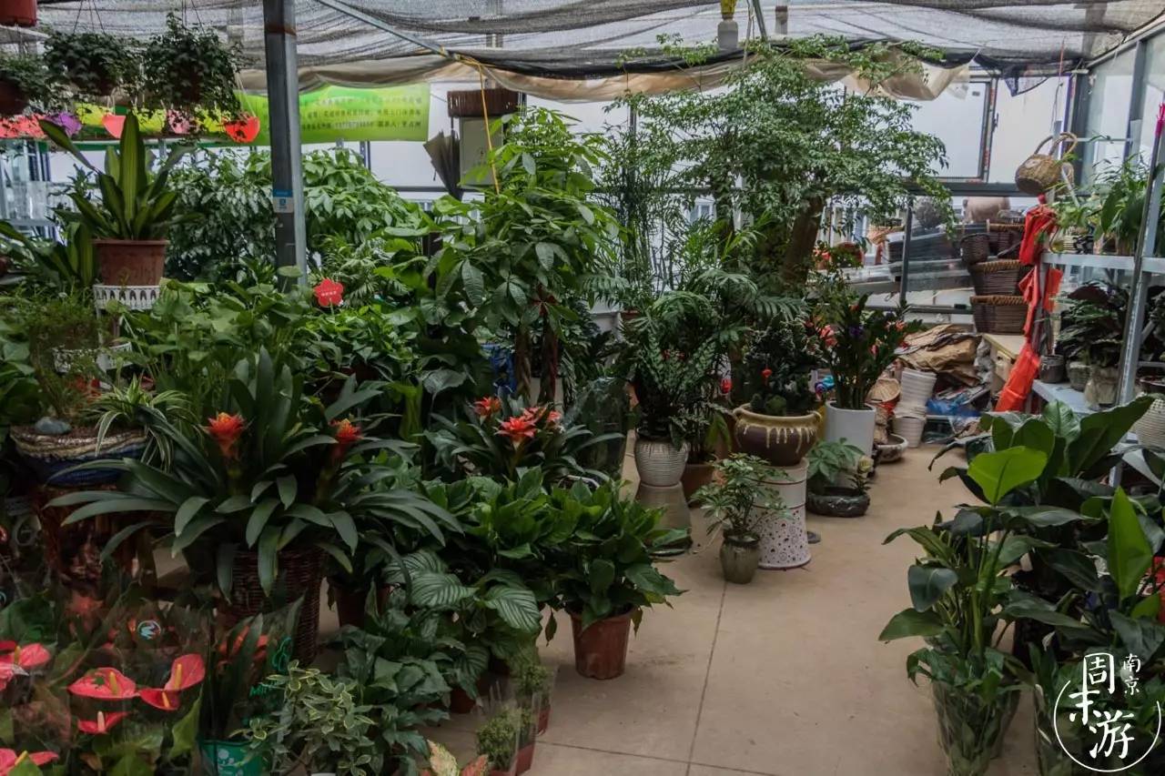 逛遍整个南京城,南京的花鸟市场在什么地方