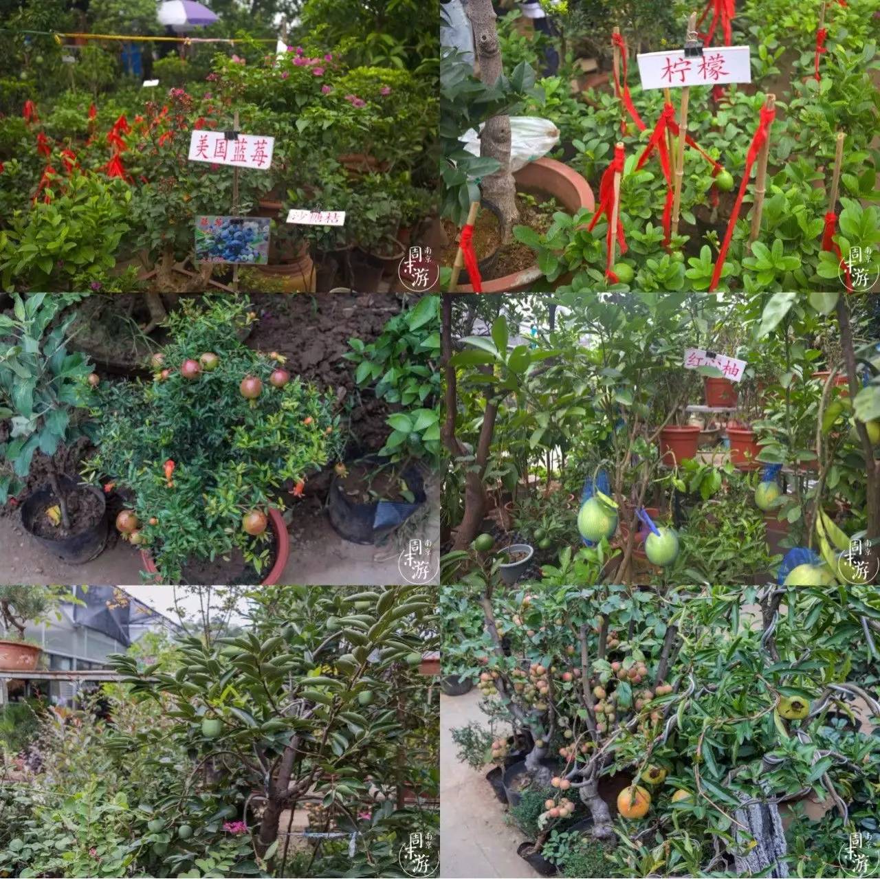 逛遍整个南京城,南京的花鸟市场在什么地方