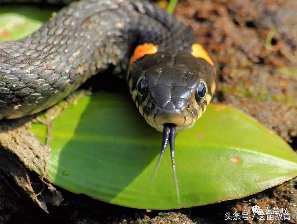 有趣的动物二年级口语交际猫,二年级作文有趣的动物200字左右