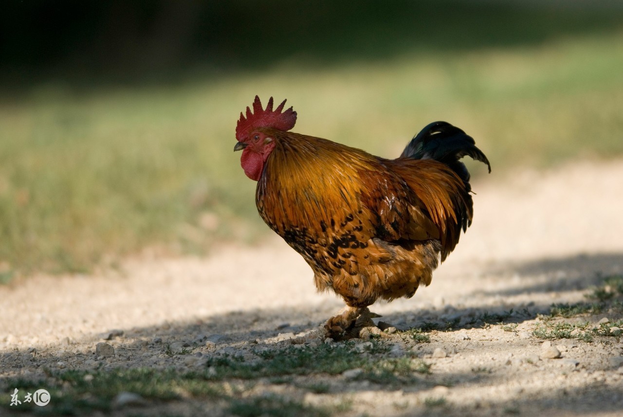 2017属鸡人全年运势农历网,属鸡在2017年每月运势