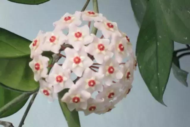 秋天花卉浇水的方法,秋天兰花养护技巧