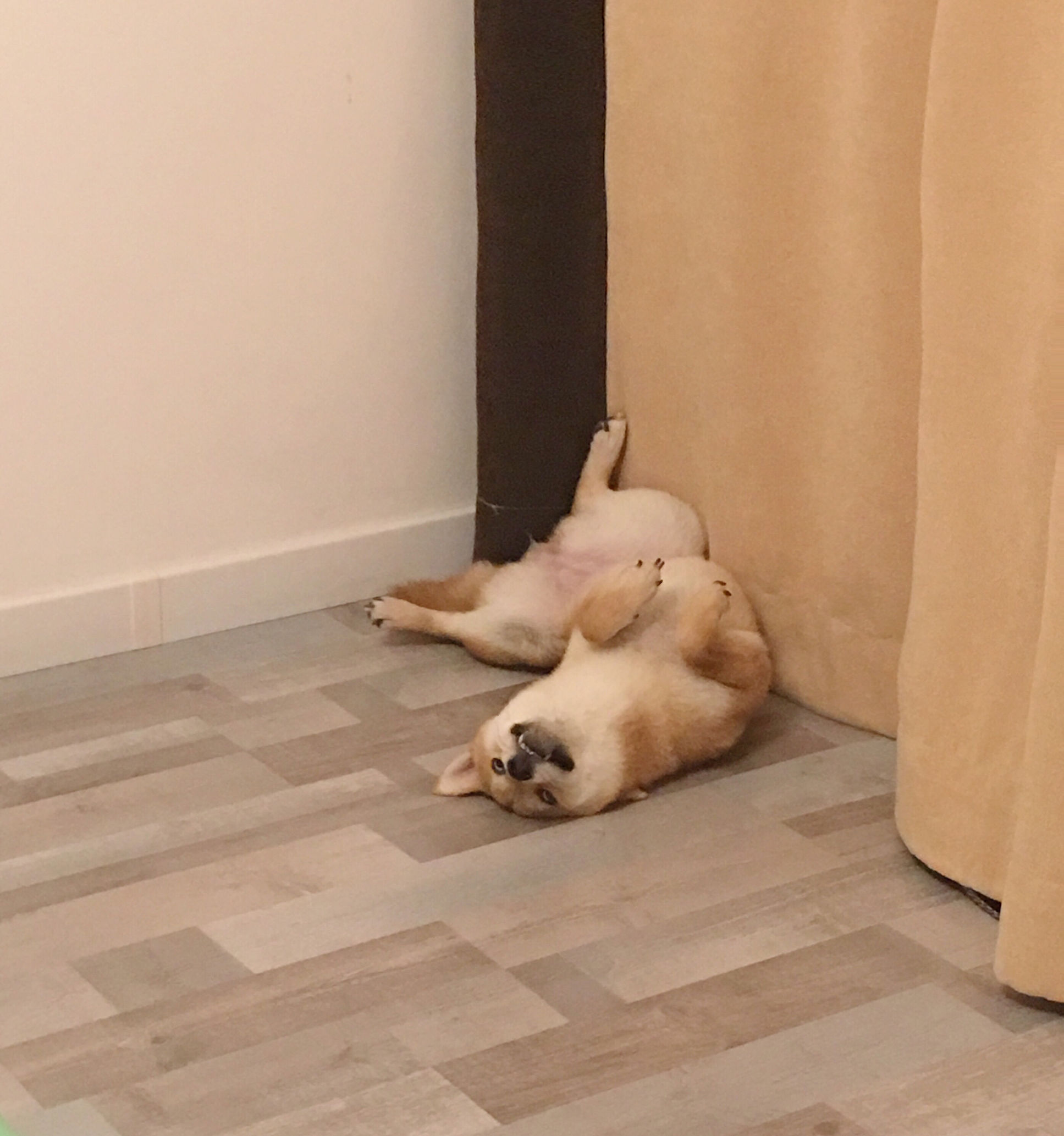 养宠物家庭必备神器,适合养宠物的家居用品