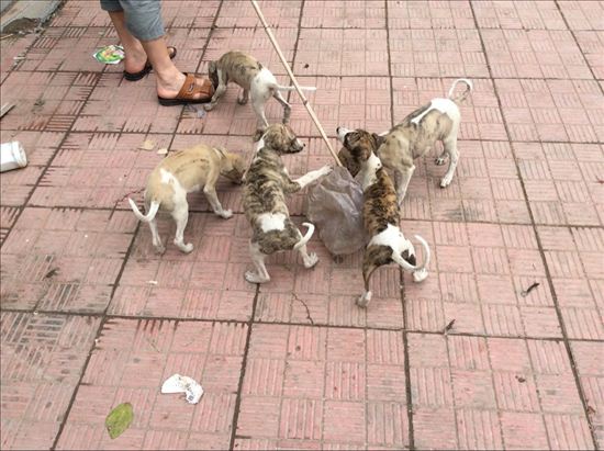 狗接生教程视频,狗狗幼崽人工喂养