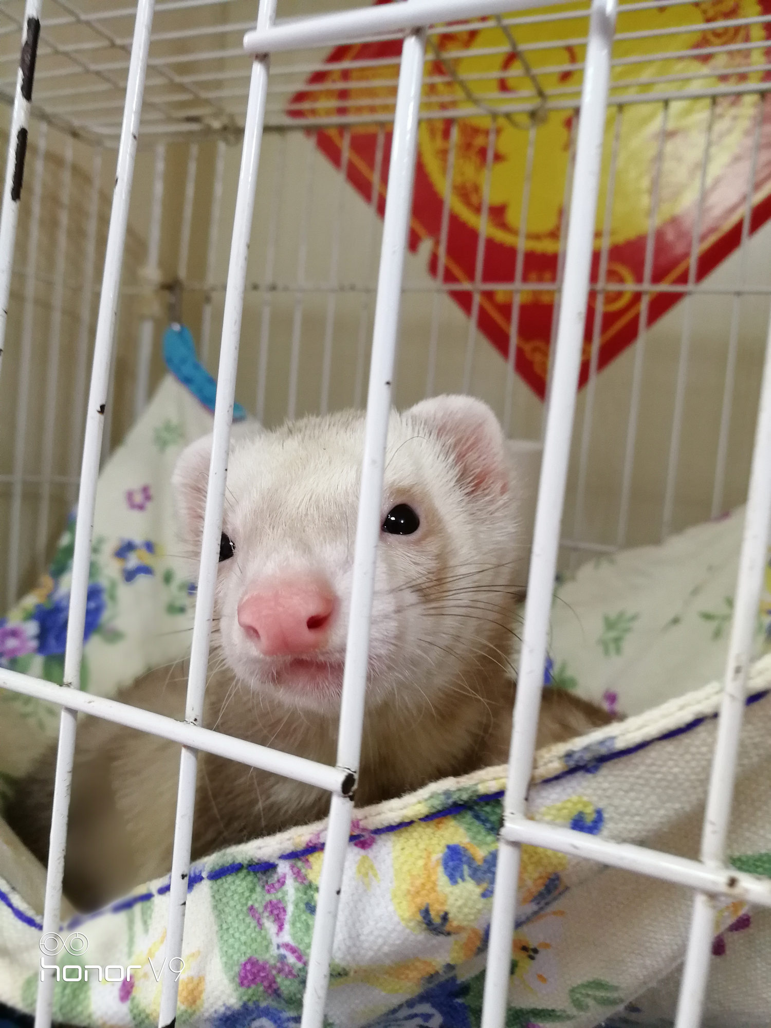 荣耀v9游戏评测,荣耀v9升级鸿蒙系统后评测