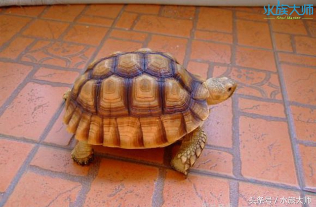 陆龟哪种长不大好养的,新手爬宠陆龟