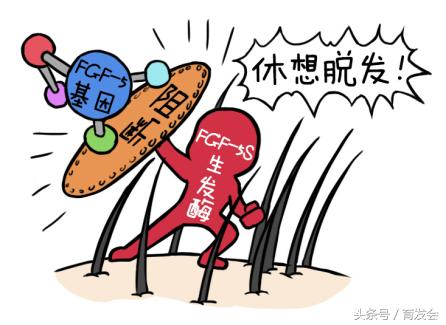 遗传性脱发适合种植头发吗,遗传性脱发搞什么发型