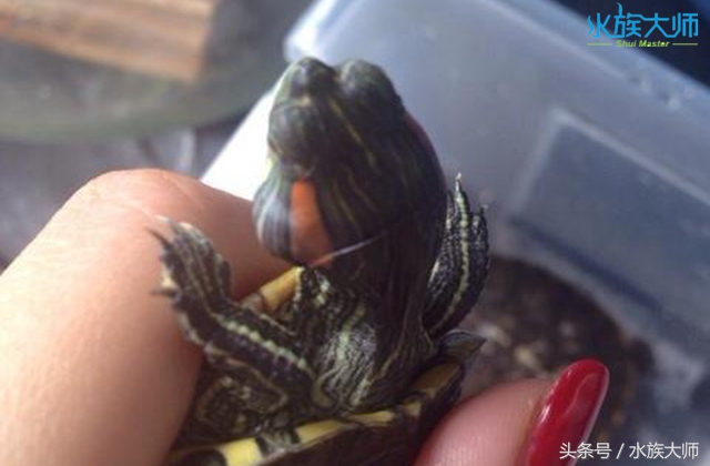 乌龟刚得中耳炎怎么办,宠物龟中耳炎化脓怎么治