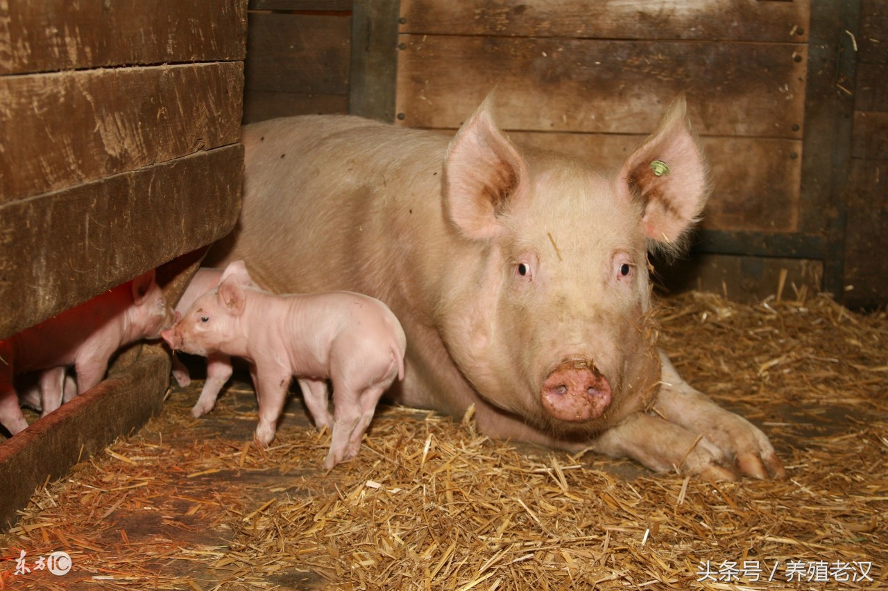 初产母猪难产用手掏不出怎么办,母猪难产怎么办小猪不入产道