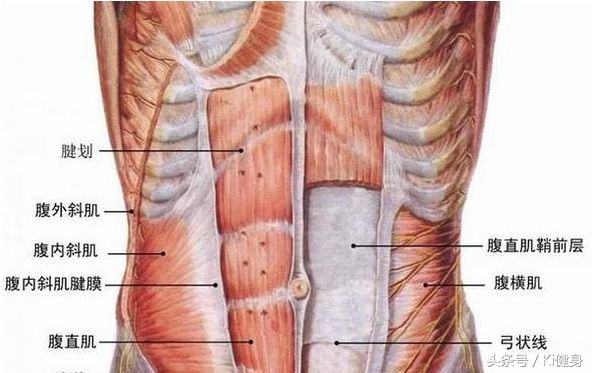 腹直肌上部分离,产后腹直肌分离