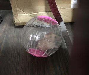 怎么让仓鼠的跑轮变静音,仓鼠跑轮声音大的解决方法