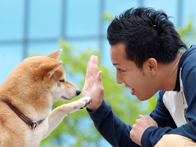 七种可爱狗狗,非常忠诚温顺的十种狗