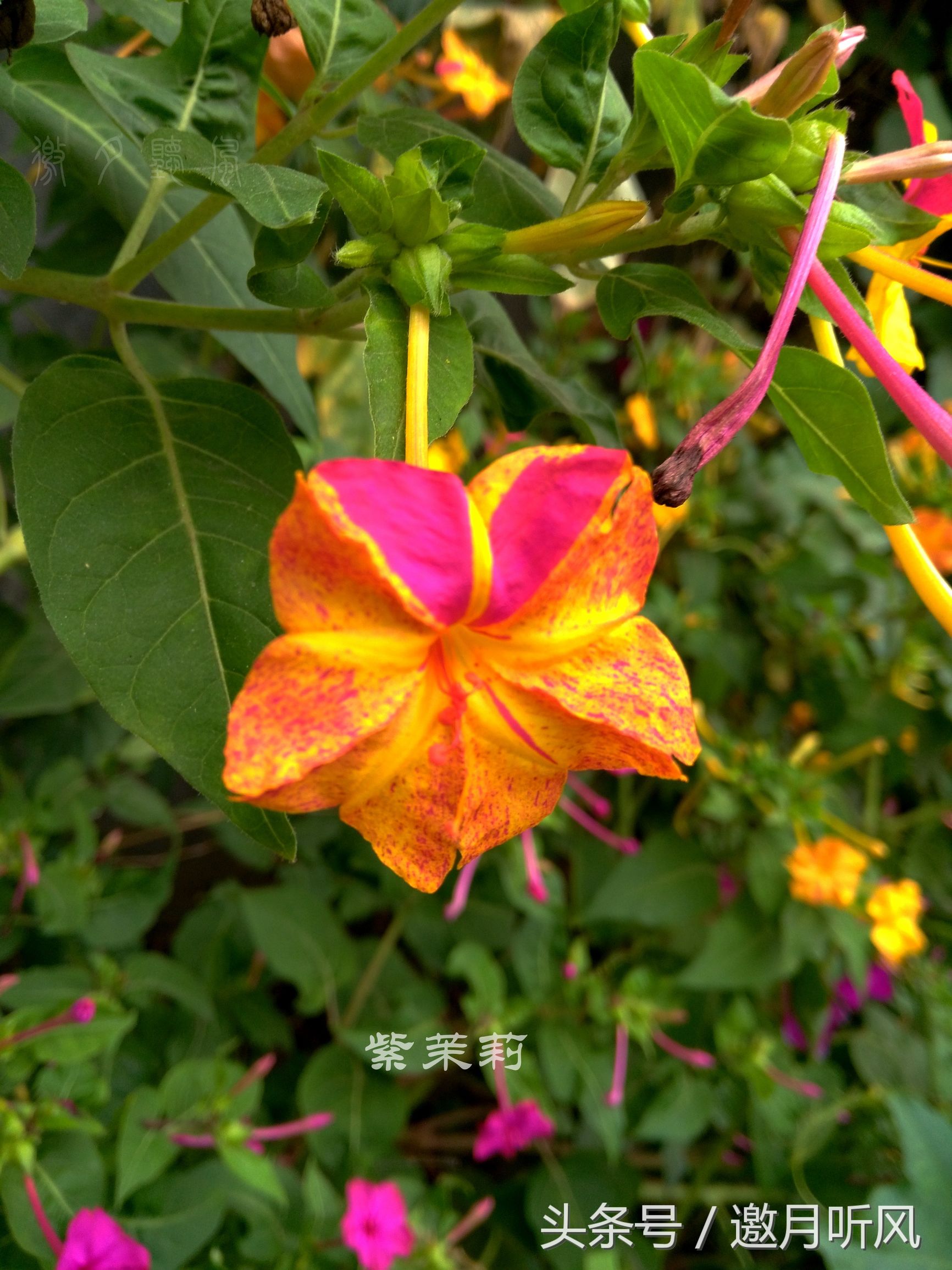 质朴玲珑——紫茉莉