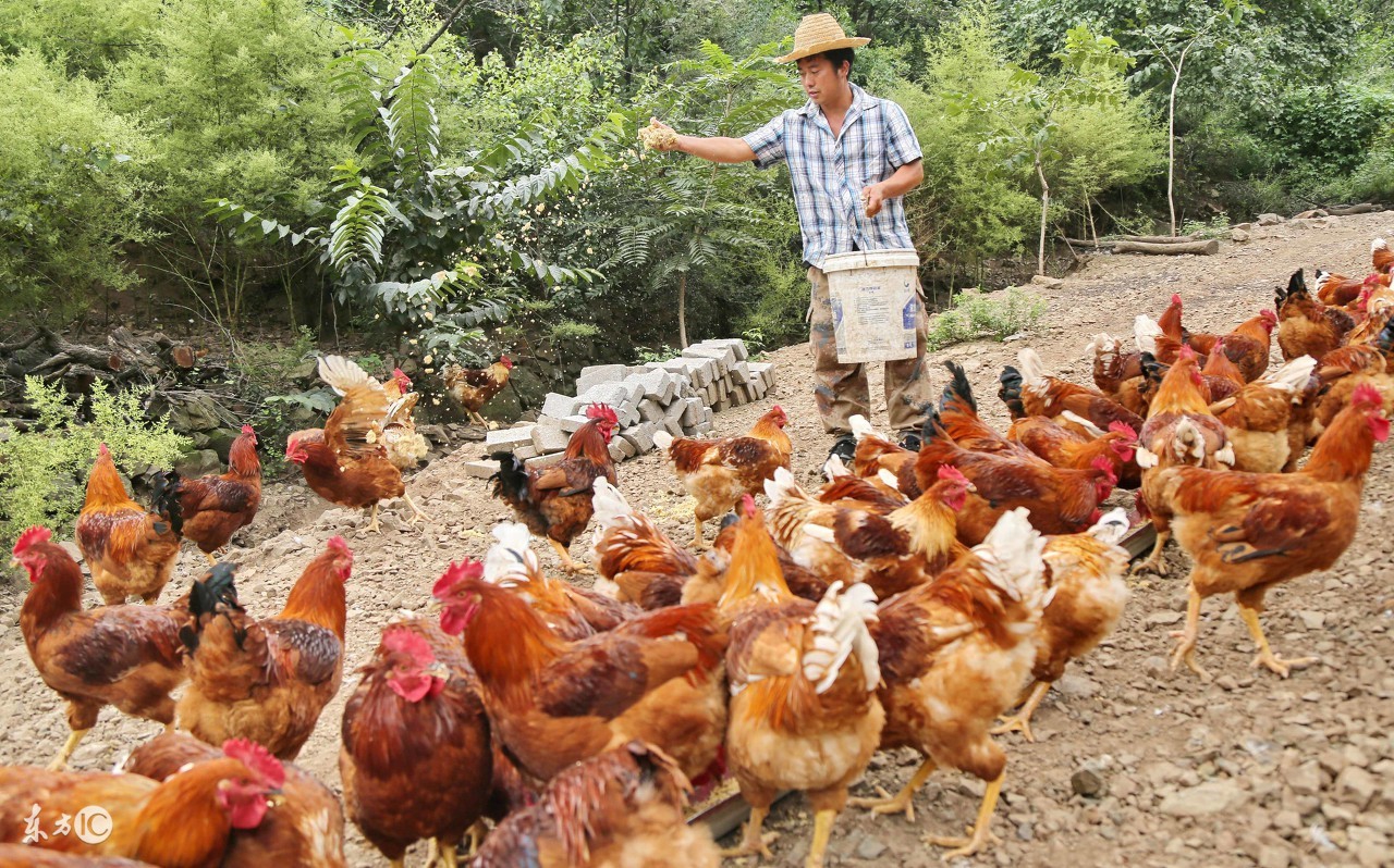 鸡腿变软站不起来是什么原因,小鸡腿软是怎么回事呢
