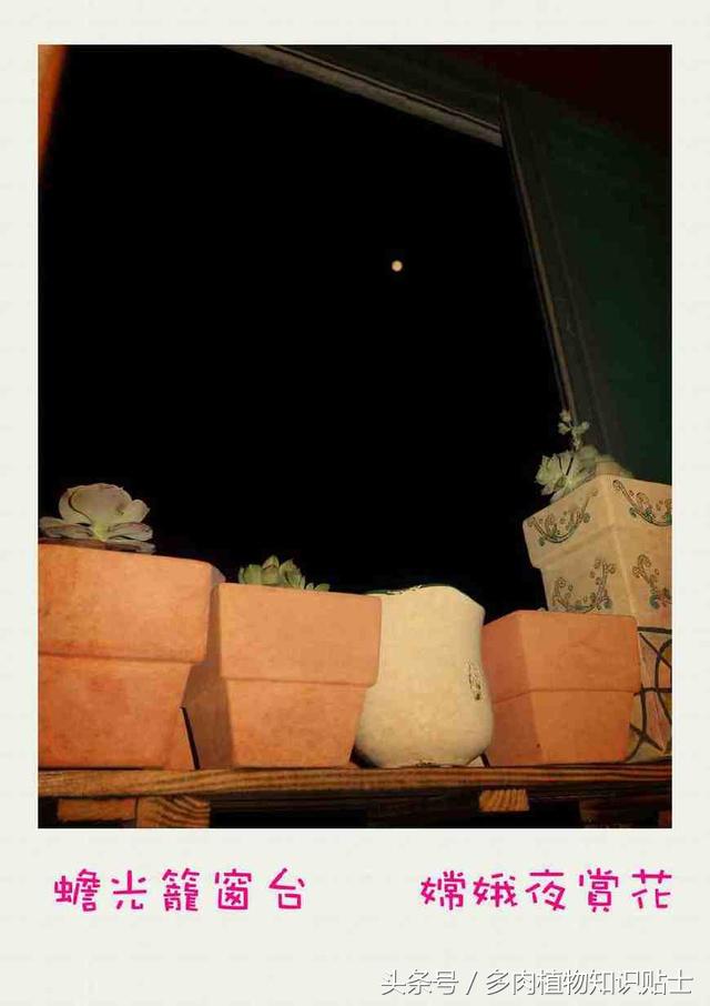 多肉植物怎么养才能活得更好呢,多肉植物养不活