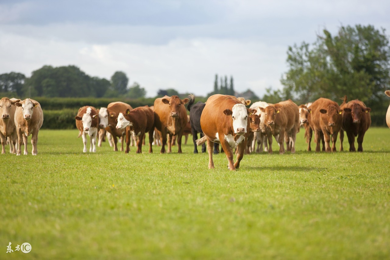 养殖什么鱼好养又赚钱,在家搞养殖养什么赚钱