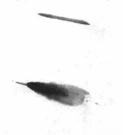 怎么临摹齐白石画的虾教程,齐白石虾的画法教程