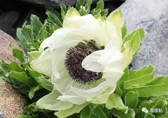 雪莲贴真能排出脏东西吗,雪莲贴真的能排身体内的毒吗