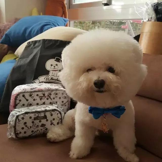 这些宠物都在背LV，你还敢抱怨自己像狗一样累？