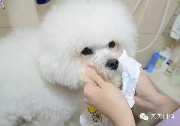 狗狗的泪痕把毛都染红了怎么办,狗狗去泪痕最有效的方法是什么