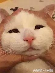 碰到猎豹怎么办,遇到猎豹视频