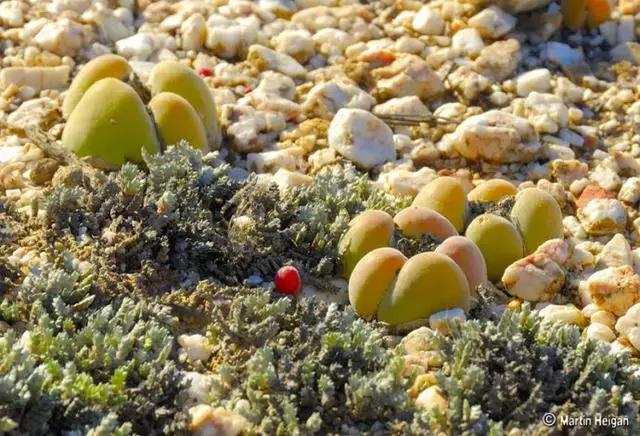 南非秘宝,遗落在世间的宝藏